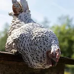 Am Treis Wieringerwerf