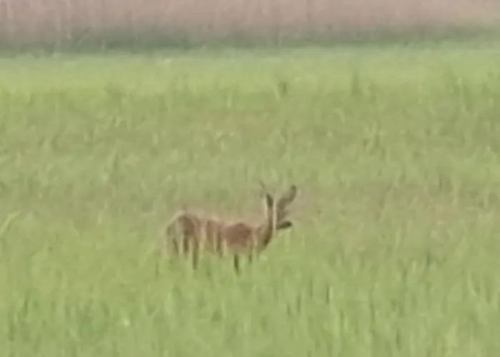 Am Treis Chalet Wieringerwerf